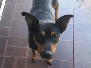 Cachorro raça SRD-ViraLata idade 3 anos nome Tobby
