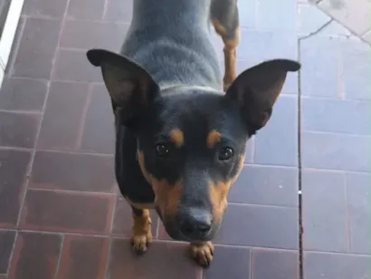 Cachorro raça SRD-ViraLata idade 3 anos nome Tobby