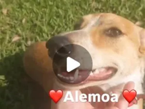 Cachorro raça SRD-ViraLata idade 2 a 6 meses nome Alemoa