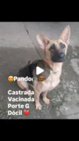 Pandora