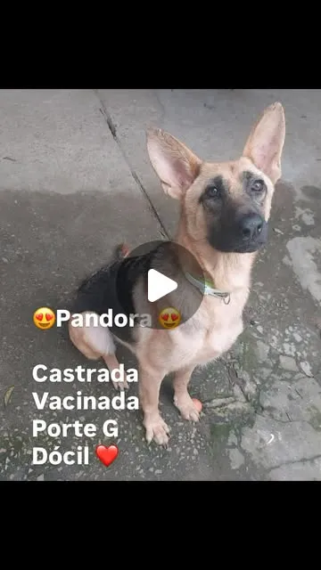 Cachorro raça SRD-ViraLata idade 2 a 6 meses nome Pandora