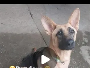 Cachorro raça SRD-ViraLata idade 2 a 6 meses nome Pandora