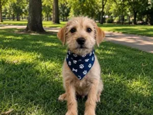 Cachorro raça SRD-ViraLata idade 2 a 6 meses nome Teddy