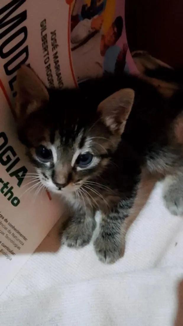 Gato raça SRD-ViraLata idade Abaixo de 2 meses nome Tomtom 