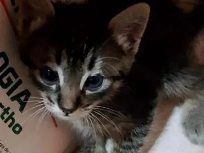 Gato raça SRD-ViraLata idade Abaixo de 2 meses nome Tomtom 
