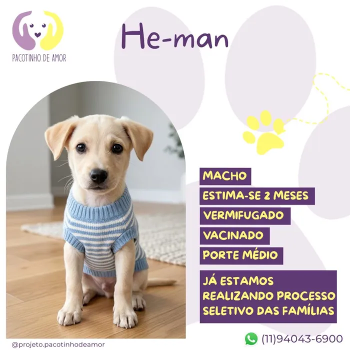 Cachorro raça SRD-ViraLata idade 2 a 6 meses nome He-man