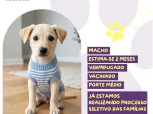Cachorro raça SRD-ViraLata idade 2 a 6 meses nome He-man