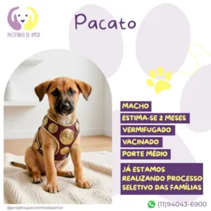 Cachorro raça SRD-ViraLata idade 2 a 6 meses nome Pacato