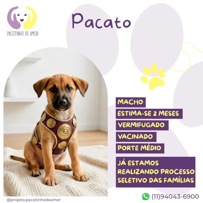 Cachorro raça SRD-ViraLata idade 2 a 6 meses nome Pacato