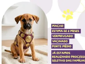 Cachorro raça SRD-ViraLata idade 2 a 6 meses nome Pacato