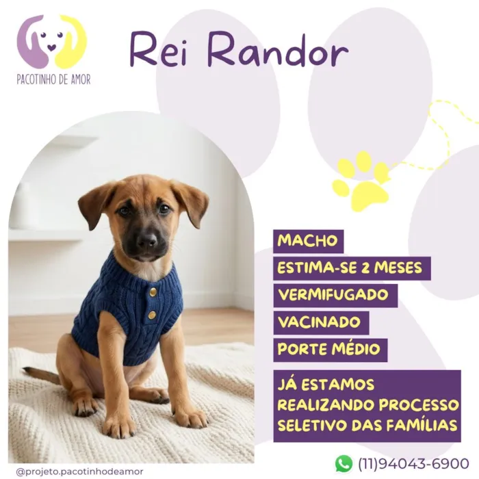 Cachorro raça SRD-ViraLata idade 2 a 6 meses nome Rei Randor