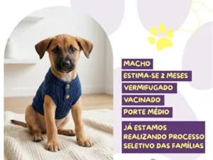 Cachorro raça SRD-ViraLata idade 2 a 6 meses nome Rei Randor