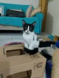 Mimosa e Bella