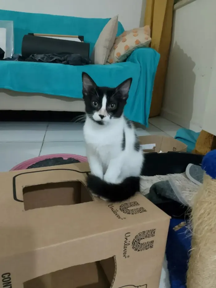 Gato raça SRD idade 2 a 6 meses nome Mimosa e Bella