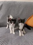 Mimosa e Bella