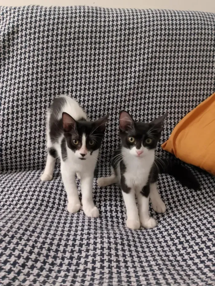 Gato raça SRD idade 2 a 6 meses nome Mimosa e Bella