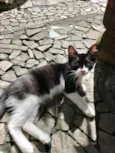 Mimosa e Bella
