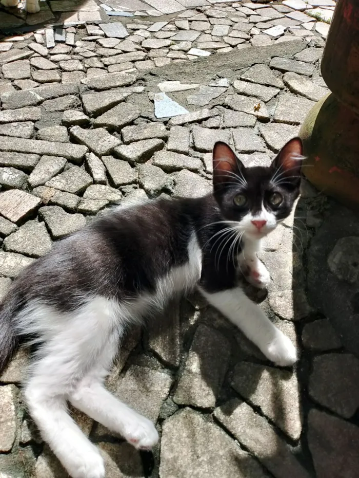 Gato raça SRD idade 2 a 6 meses nome Mimosa e Bella