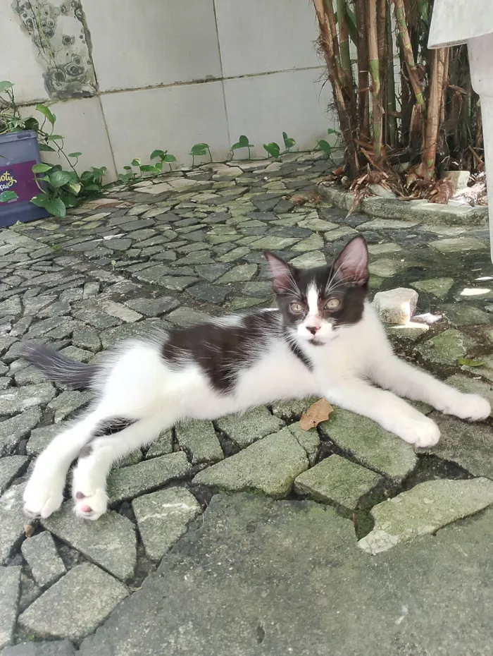Gato raça SRD idade 2 a 6 meses nome Mimosa e Bella
