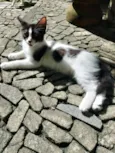 Mimosa e Bella