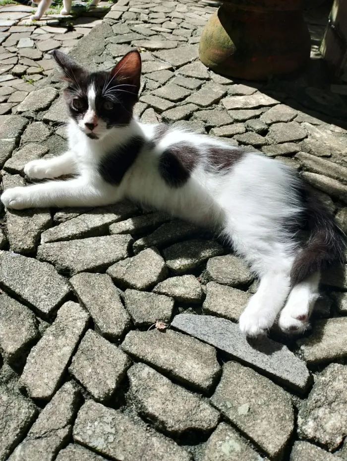 Gato raça SRD idade 2 a 6 meses nome Mimosa e Bella