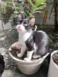 Mimosa e Bella