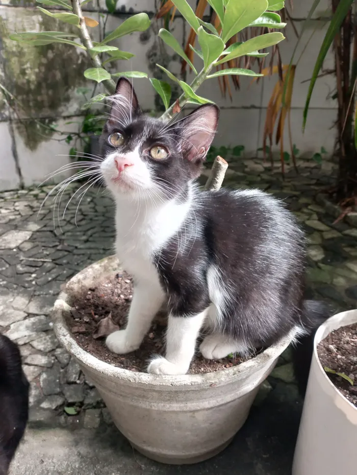 Gato raça SRD idade 2 a 6 meses nome Mimosa e Bella