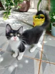 Mimosa e Bella