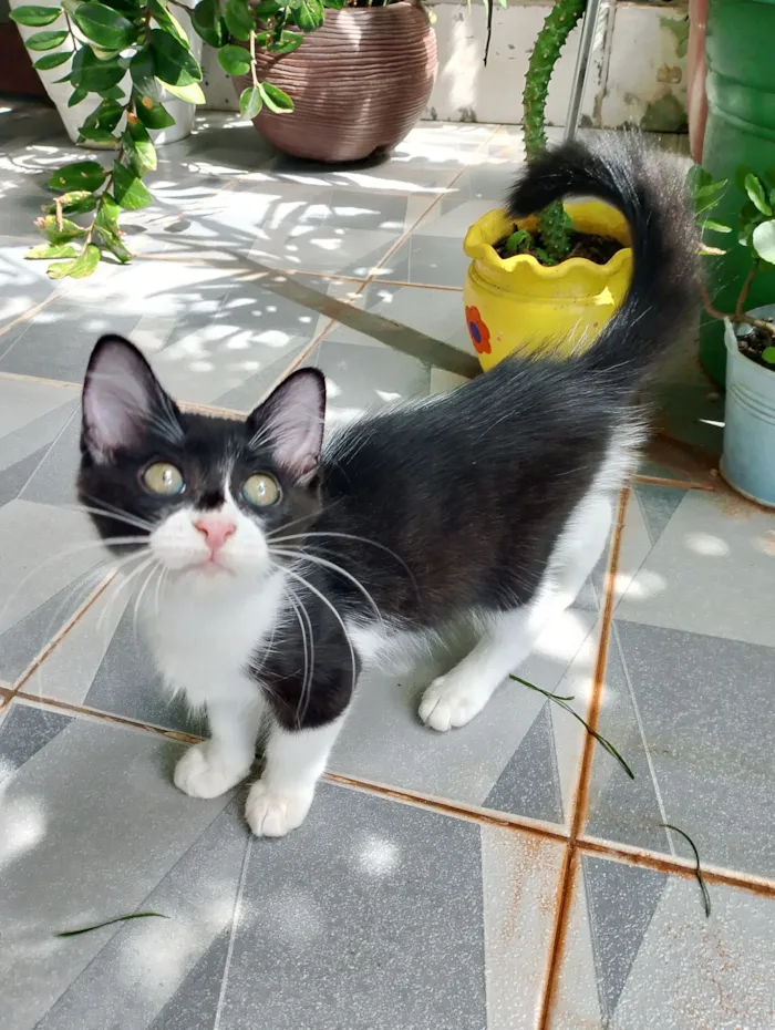 Gato raça SRD idade 2 a 6 meses nome Mimosa e Bella