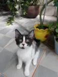 Mimosa e Bella