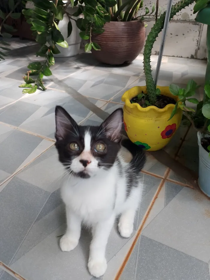 Gato raça SRD idade 2 a 6 meses nome Mimosa e Bella