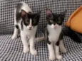 Mimosa e Bella