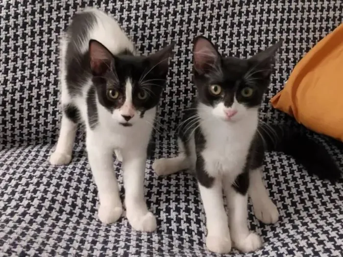 Gato raça SRD idade 2 a 6 meses nome Mimosa e Bella