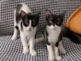 Mimosa e Bella