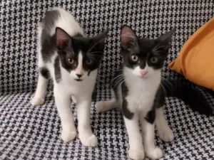 Gato raça SRD idade 2 a 6 meses nome Mimosa e Bella