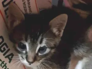 Gato raça SRD-ViraLata idade Abaixo de 2 meses nome Tomtom 