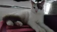 lua