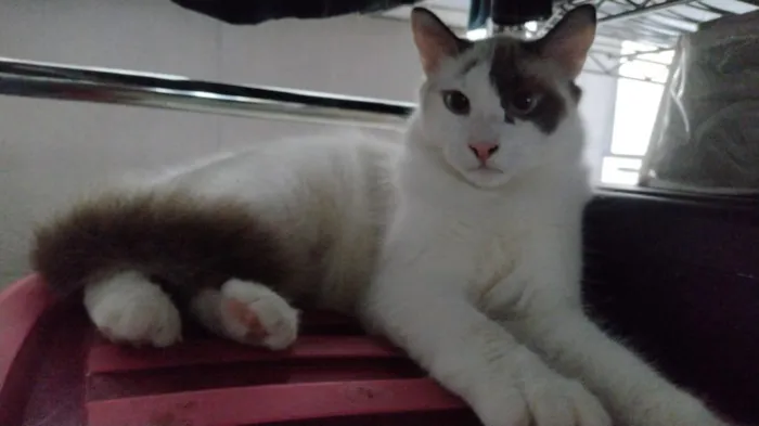 Gato raça SRD-ViraLata idade 1 ano nome lua
