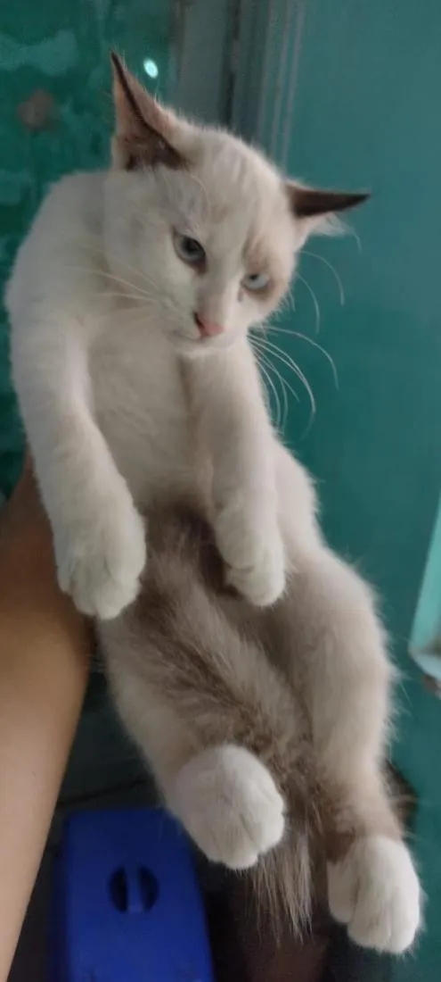 Gato raça SRD-ViraLata idade 1 ano nome lua