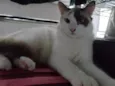 lua