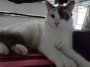 Gato raça SRD-ViraLata idade 1 ano nome lua