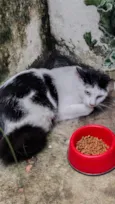 Frajola