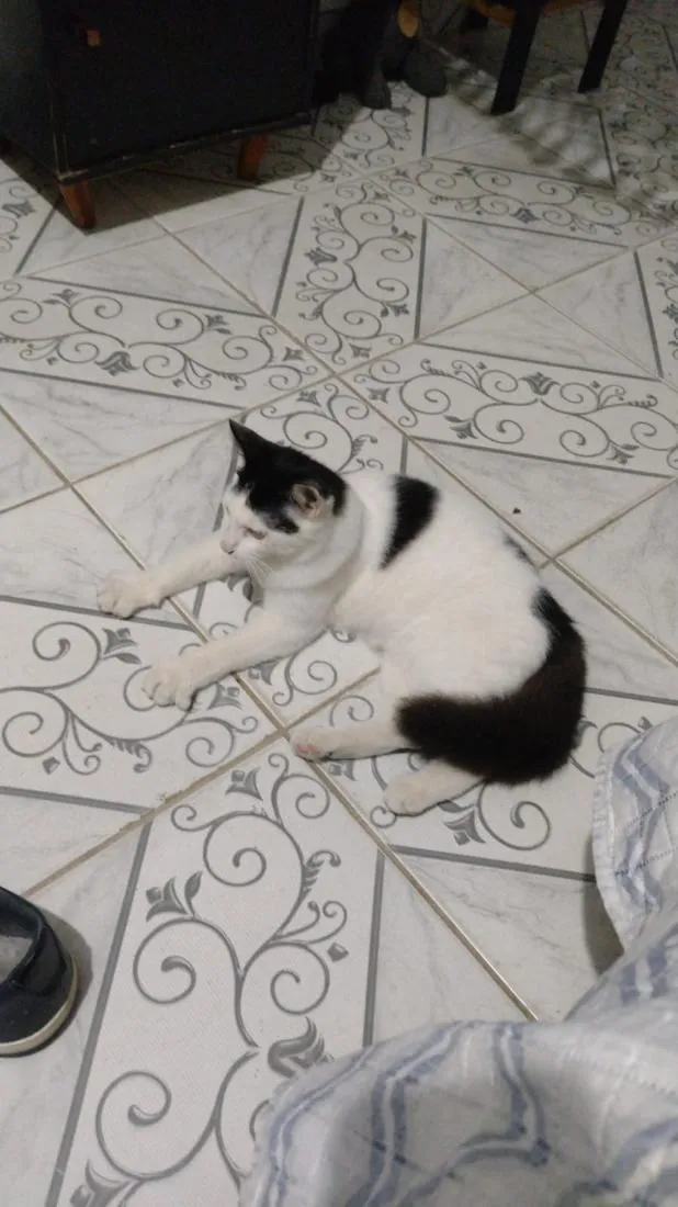 Gato raça SRD-ViraLata idade 1 ano nome Frajola