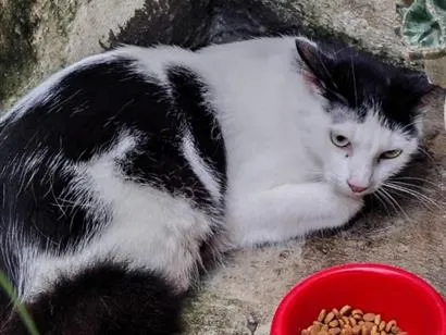 Gato raça SRD-ViraLata idade 1 ano nome Frajola