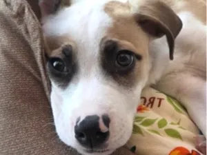 Cachorro raça SRD-ViraLata idade 2 a 6 meses nome Nico