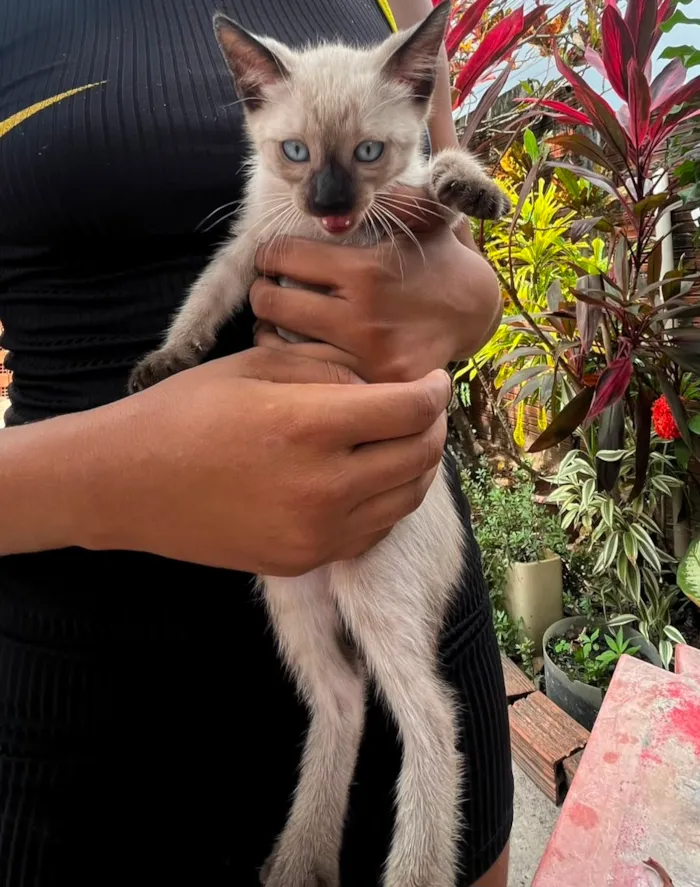 Gato raça SRD-ViraLata idade 2 a 6 meses nome sem nome