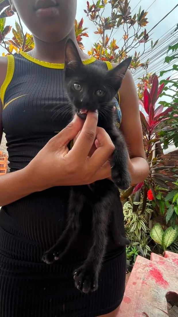 Gato raça SRD-ViraLata idade 2 a 6 meses nome sem nome