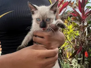 Gato raça SRD-ViraLata idade 2 a 6 meses nome sem nome