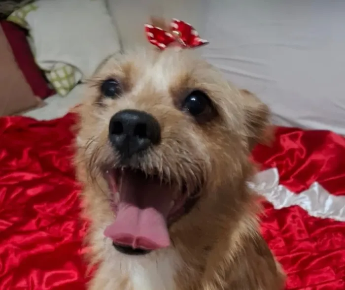 Cachorro raça SRD-ViraLata idade 2 anos nome Zoe