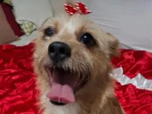 Cachorro raça SRD-ViraLata idade 2 anos nome Zoe